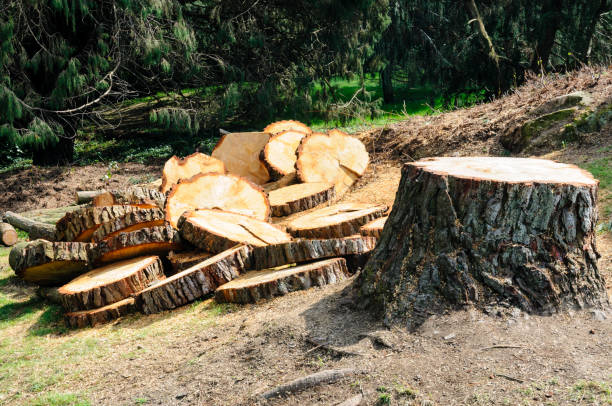 How Our Tree Care Process Works  in  Lake Hallie, WI